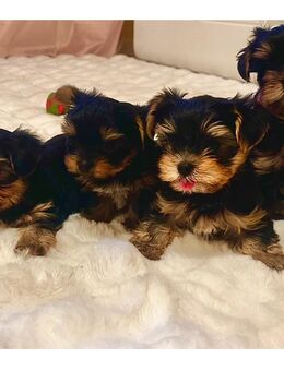 Yorkshire Terrier Welpen - Recklinghausen