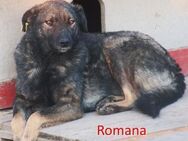 ROMANA ❤ sucht Zuhause oder Pflegestelle - Langenhagen