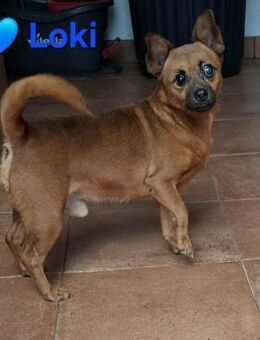 Loki - hat ein Handicap - Höchst (Odenwald)