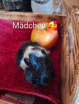 Verkaufe süße Meerschweinchen - Bützow