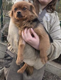 💕Gwen💕sucht ein schönes Zuhause❤️ - Freilassing