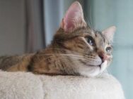 Chloe, soziale junge Katze - Ingolstadt