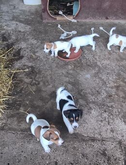 Jack Russel Welpen vom Bauernhof - Lippetal