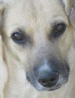 Marli ist eine fürsorgliche Mama 🐾 - Elsdorf (Nordrhein-Westfalen)