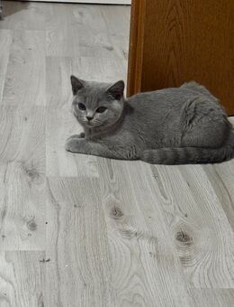 BKH kitten Abgabebreit - Rahden