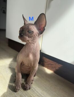 Sphynx Babys Katzen - Ahaus