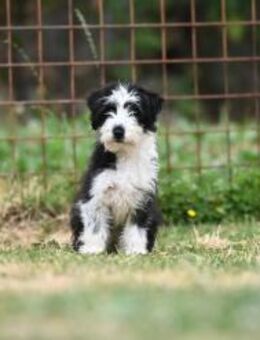 Zena, sanfte kleine Hündin - Linden (Hessen)