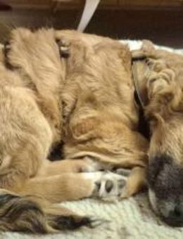 Möchtest du Roya kennenlernen? - München