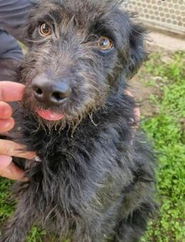 Zorro von kettenlos - Bollingstedt