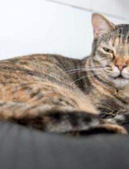 Katze Crucita - Bochum