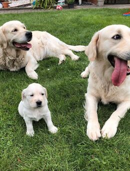 Golden Retriever Welpen weiße - Andervenne