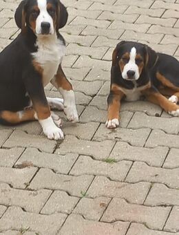 Bernersennen Beagle Mix - Hilbersdorf