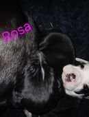 Welpen bullador in 21769