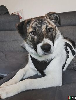 Cookie, Kuschelprofi mit Charakter - Coppenbrügge