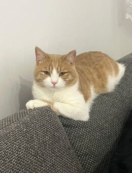 Kater 1 Jahr alt abzugeben - Günzburg