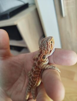 Bartagame Leatherback Orange Tiger NZ'25 Juni Reptilien - Neunkirchen (Saarland)