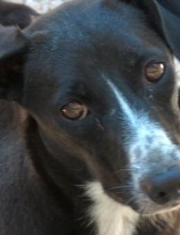 Lucia 3 -Angsthund,braucht Geduld- - Oldenburg