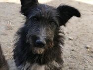 Susi sucht nach Familienanschluss - Kallmünz