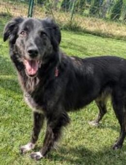 Tasha❤️ ganz liebe Fellnase - Sindelfingen