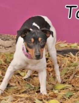 Tanna stellt sich Ihnen vor❤️ - Essingen (Rheinland-Pfalz)