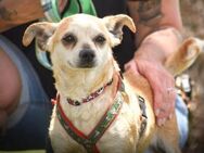 Hundedame Goya - Hamburg