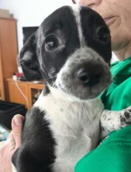 Welpenmädchen Riva sucht Familie - Kallmünz