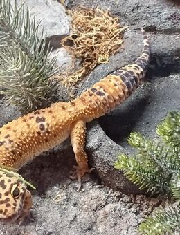 Leopardgecko - Aberrant Blood Cross het. Tremper Männchen - Wedemark