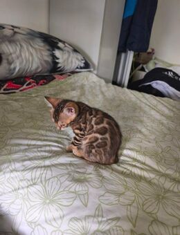 Bengal Katze - Merzenich