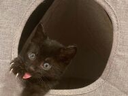 EKH Katzen Babys Kitten - Essen