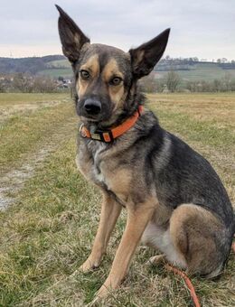 VANJO 2 Jahre 💜 sucht sein ZUHAUSE - Düsseldorf