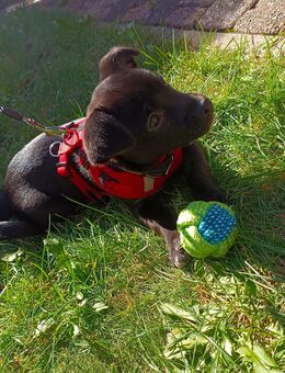 Jackrussel Mischling Welpe - Emden