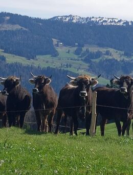 Ich suche eine Landwirtin. - Wangen (Allgäu)