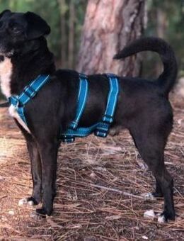 QUENTIN - unkompliziert & verträglich - Velbert