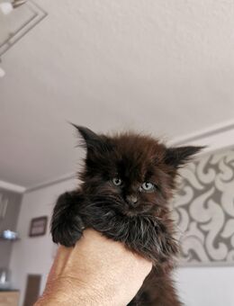Maine Coon Kitten. Reinrassig. - Mayen