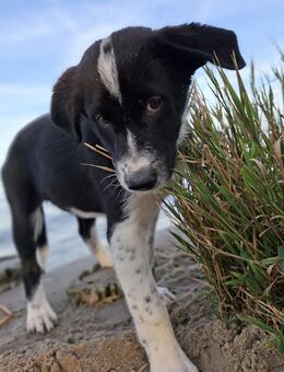 🐾 Chef im Kuscheln sucht Personal! 💛 - Berlin