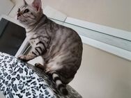 Erwachsene Bengal Katzen suchen neuen Wirkungskreis - Griesheim