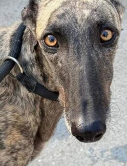 Electra versteht sich mit Katzen - Donaueschingen