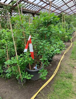 Thujen und Gartenpflanzen - Schechen