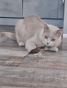 Reinrassige BKH und BLH KITTEN - Lingen (Ems)