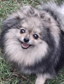 Abangaj ein Lächeln - Wolfhagen