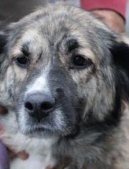 Minka - sehr zutraulich u. kinderlieb - Lohra