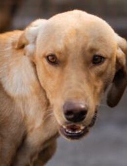 Danny 💗 aktiver & goldiger Hundebub - Hamburg