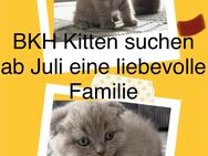 BKH Kitten - Blankenfelde-Mahlow