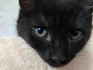 Junge Katze mit wunderschöner Iriszeichnung sucht ein neues Zuhause. - Celle