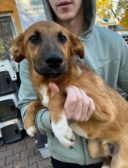 Hudson reisefertig ins Glück - Schlitz