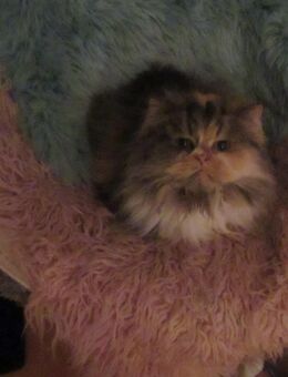 Britisch Lanhaar- Katze abzugeben - Stuttgart