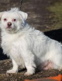 Susy kleine Hündin ca. 2,5 Jahre alt HU - Reutlingen