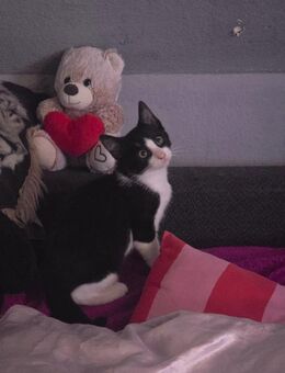 Kitten suchen ein zuhause - Witten