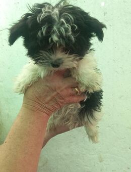 Nudli, Malteser Mixwelpe geb. 2025 - Remagen