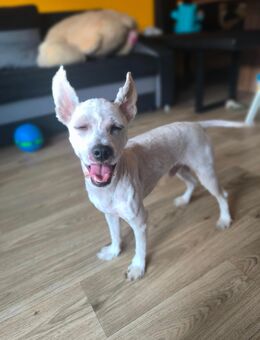 Chinesischer Schopfhund Powderpuff - Liebenau (Niedersachsen)